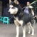 重庆地区长期繁殖大中小川东杜高比特马犬黑狼出售
