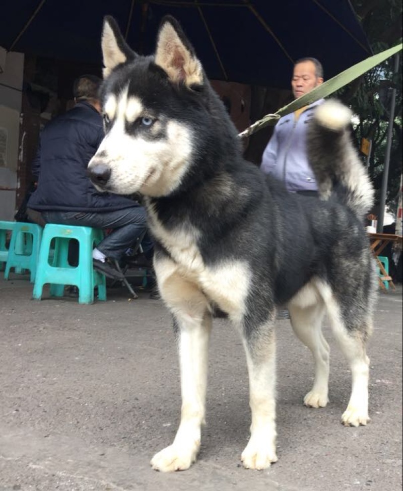 重庆地区长期繁殖大中小川东杜高比特马犬黑狼出售