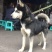 重庆地区长期繁殖大中小川东杜高比特马犬黑狼出售