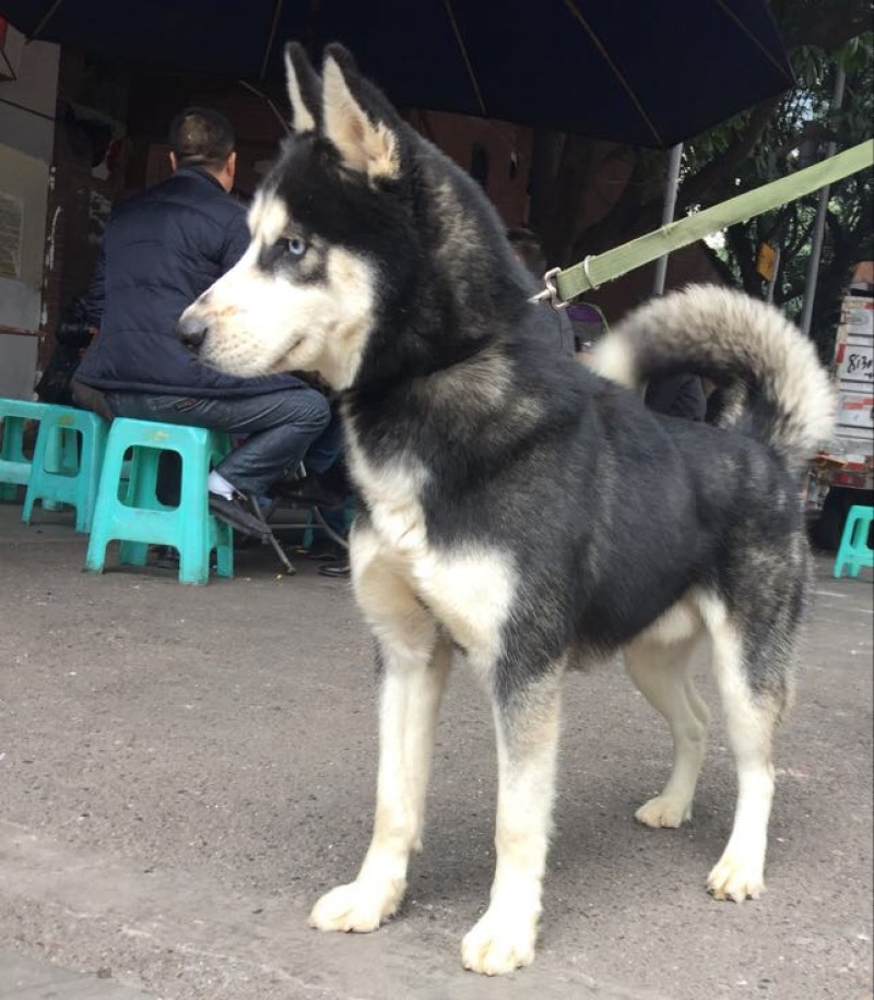 重庆地区长期繁殖大中小川东杜高比特马犬黑狼出售