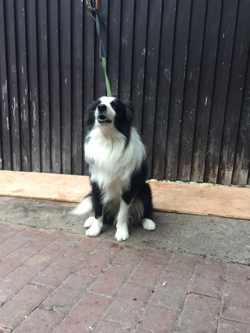 重庆地区长期繁殖大中小川东杜高比特马犬黑狼出售