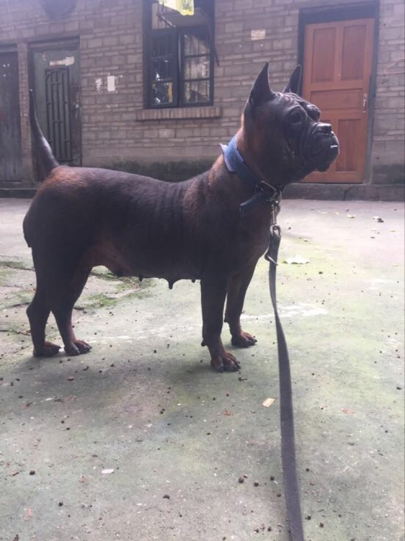 重庆地区长期繁殖大中小川东杜高比特马犬黑狼出售