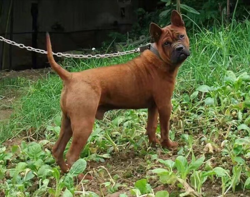 重庆地区长期繁殖大中小川东杜高比特马犬黑狼出售