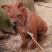 重庆地区长期繁殖大中小川东杜高比特马犬黑狼出售