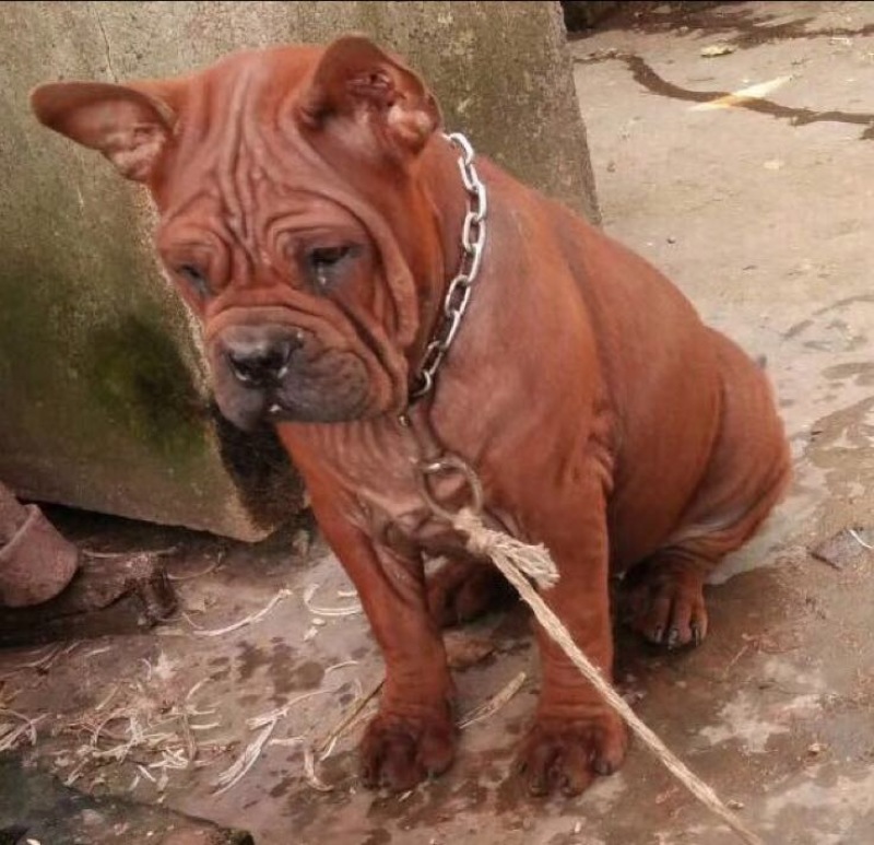 重庆地区长期繁殖大中小川东杜高比特马犬黑狼出售