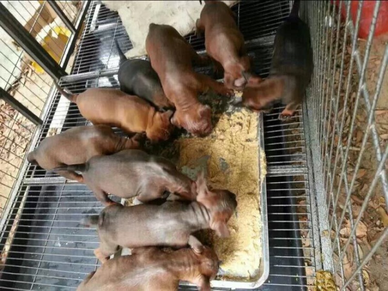 重庆地区长期繁殖大中小川东杜高比特马犬黑狼出售