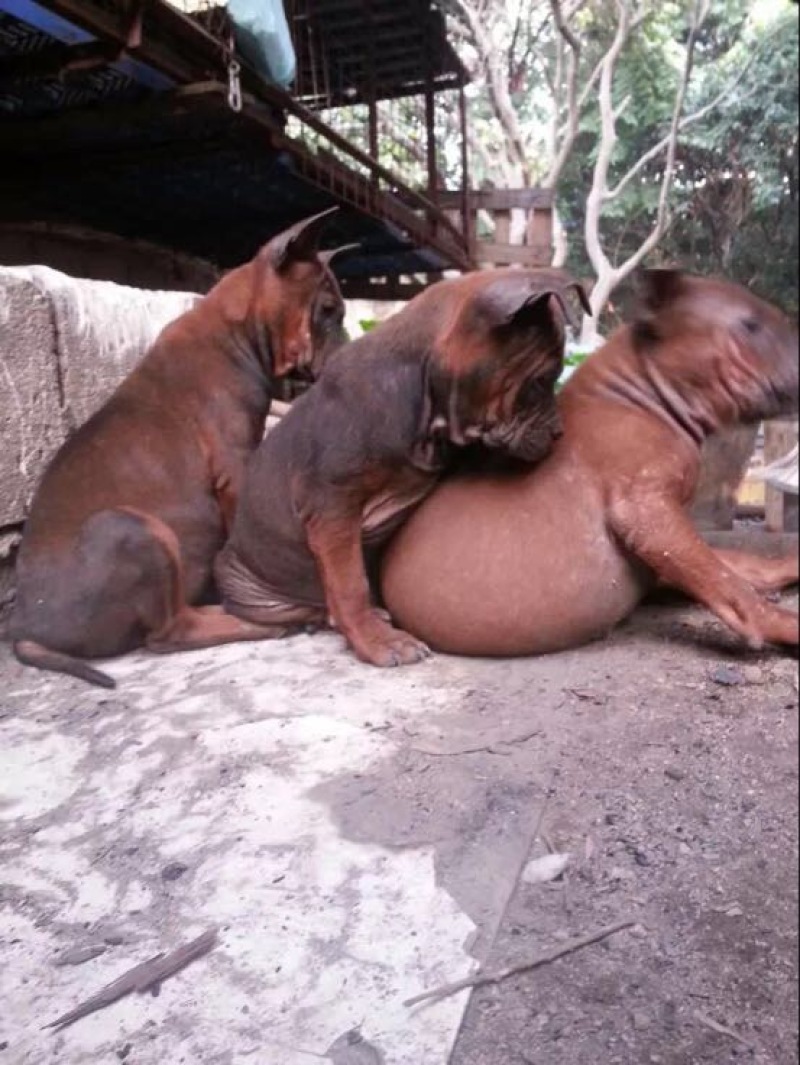 重庆地区长期繁殖大中小川东杜高比特马犬黑狼出售