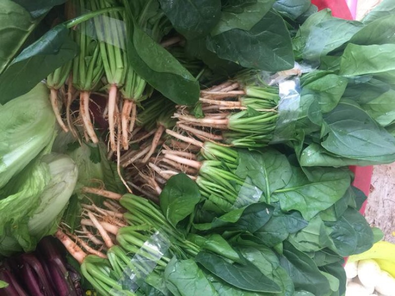 秋菠菜15~20厘米