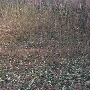 毛桃树苗70~80cm嫁接桃树的占木苗