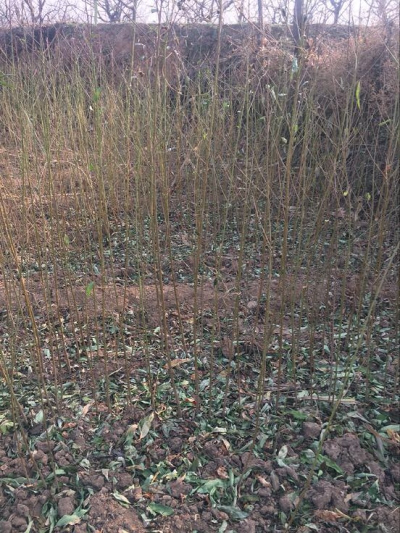 毛桃树苗70~80cm嫁接桃树的占木苗