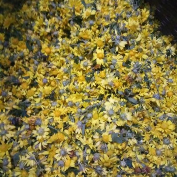 野菊花散装