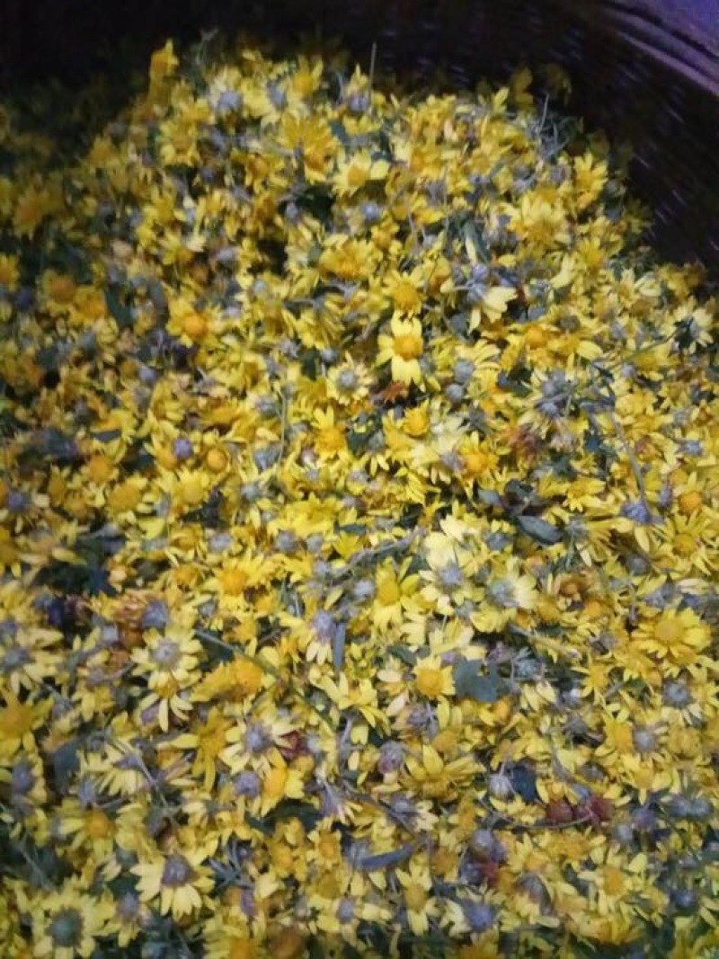 野菊花散装