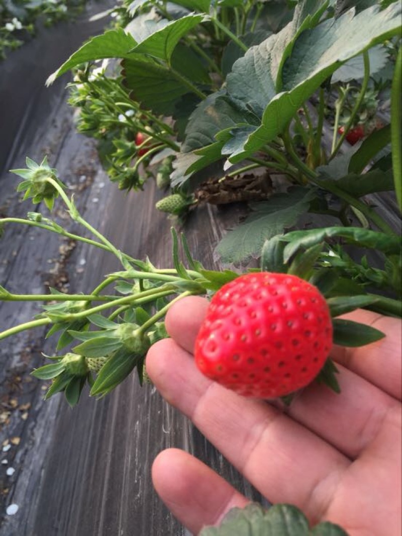 巧克力草莓