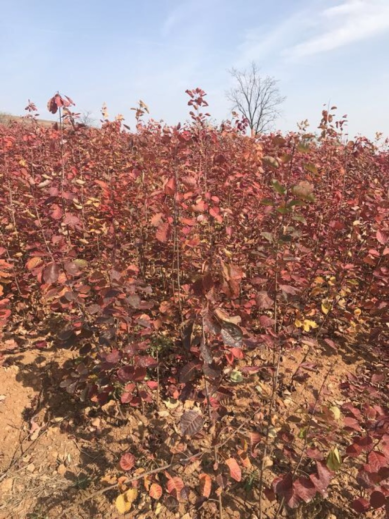 黄栌苗30~50cm