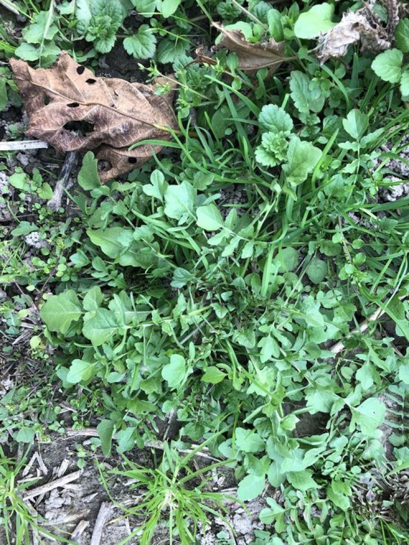 荠菜5~10cm