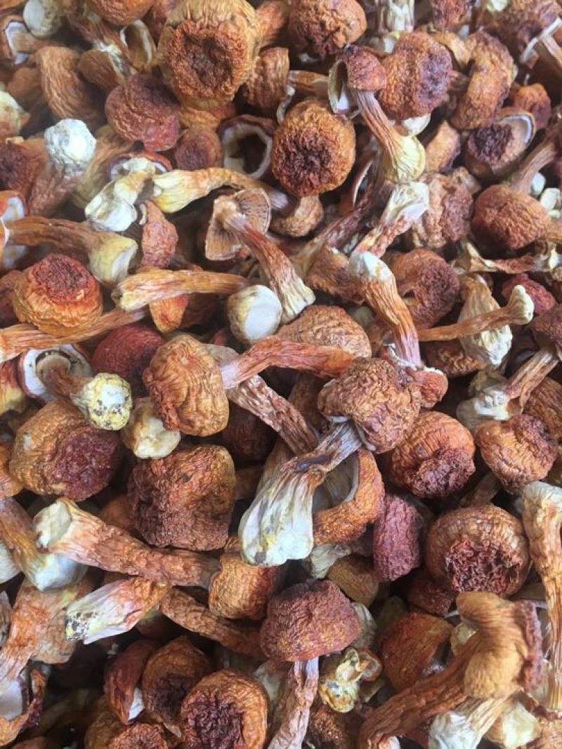 姬菇姬松茸菌巴西菇云南食用菌批发