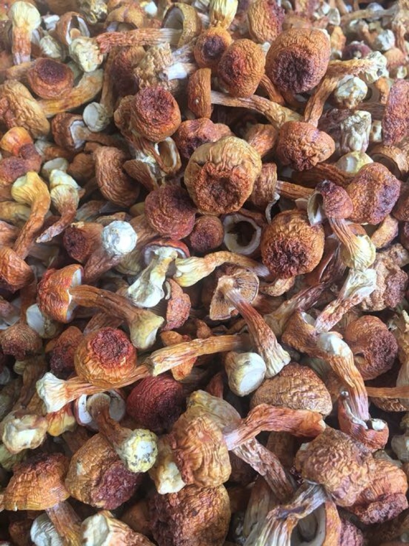 姬菇姬松茸菌巴西菇云南食用菌批发