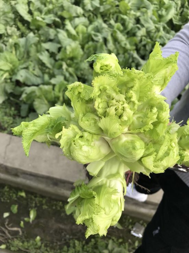 儿菜5两以上