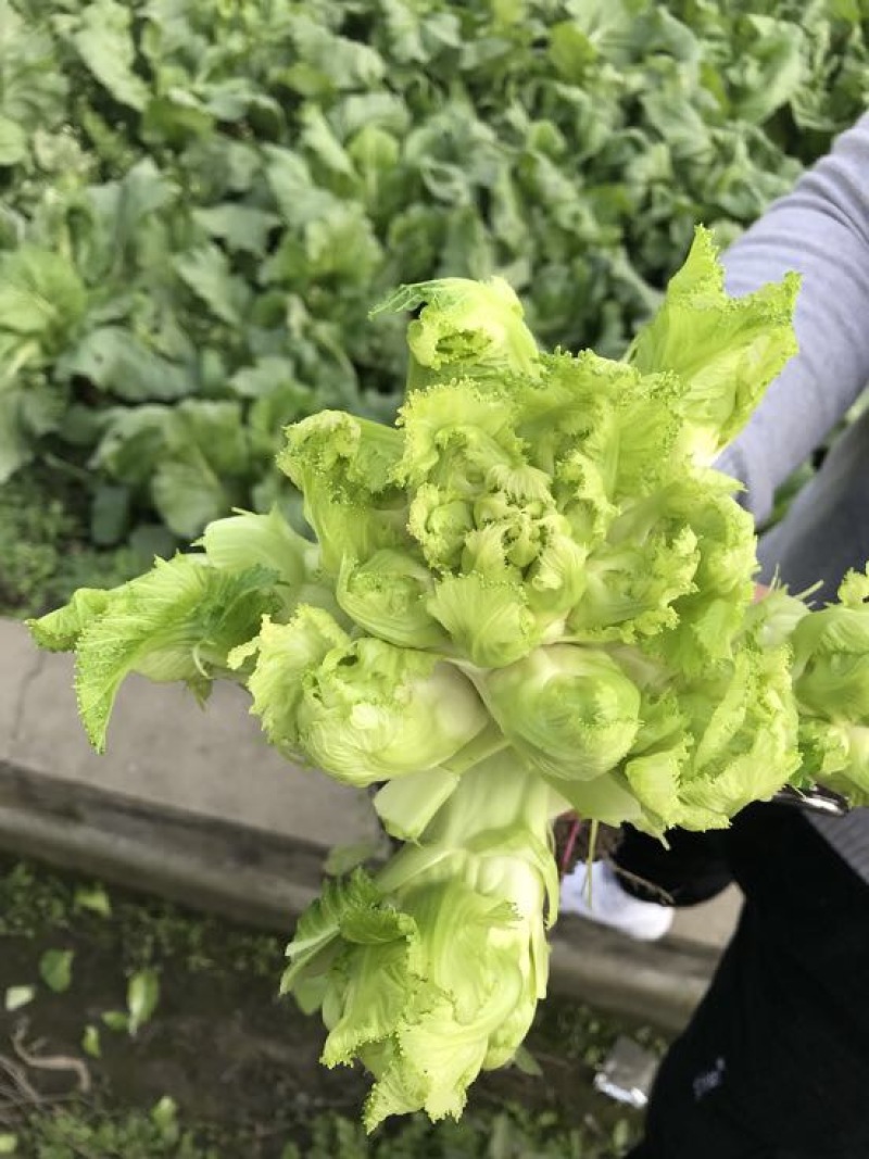 儿菜5两以上