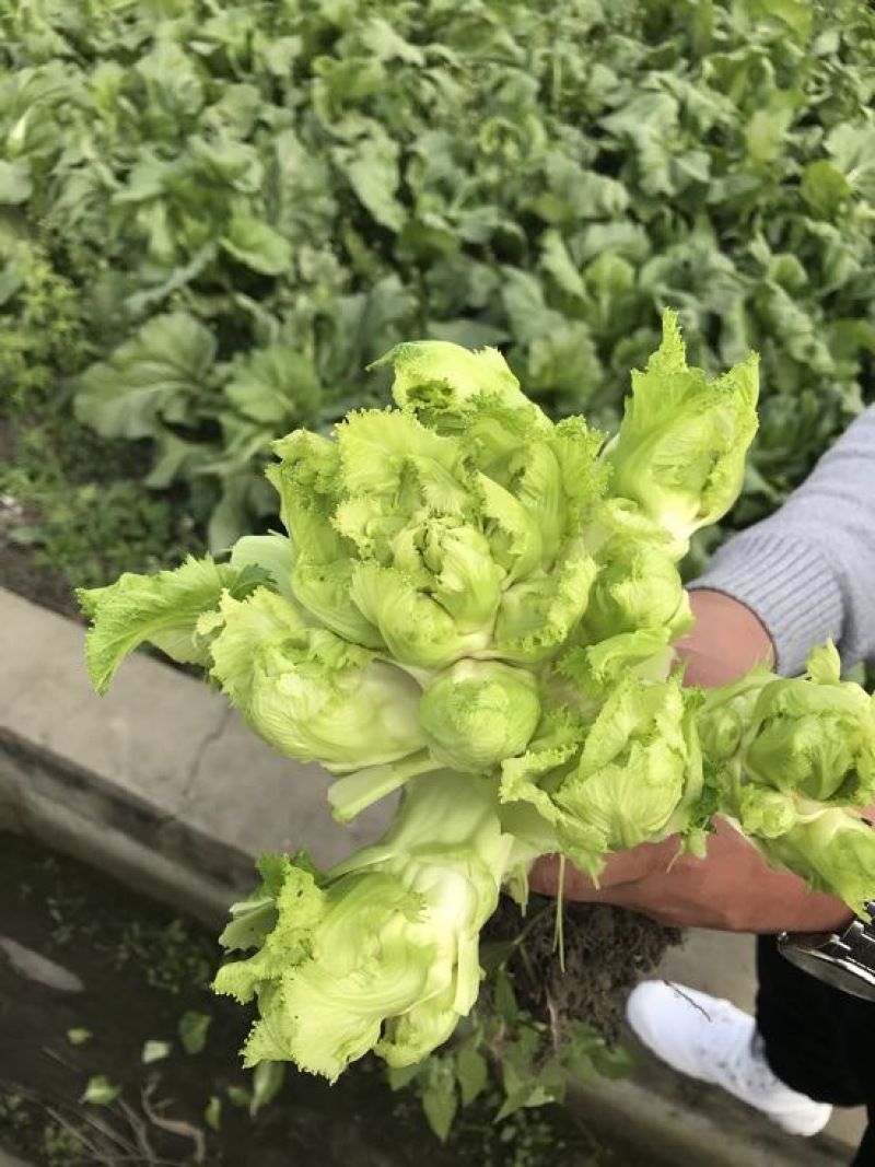 儿菜5两以上