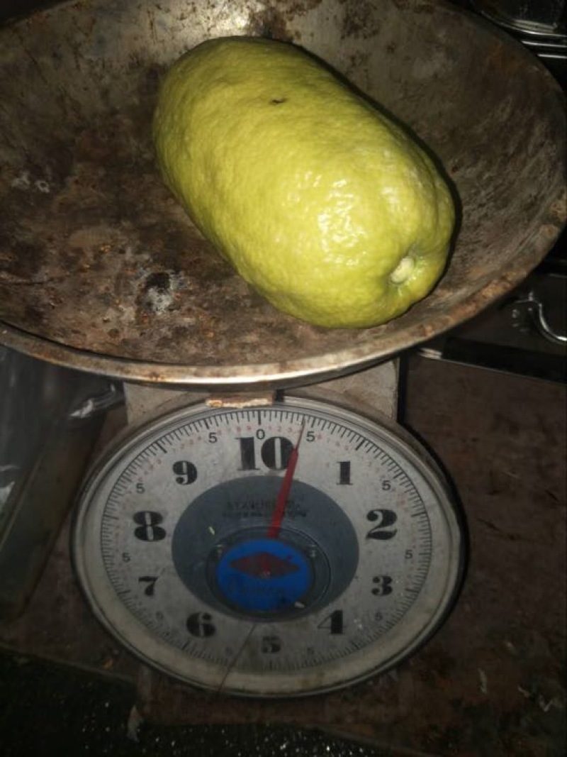 香水柠檬树苗现挖现买根须发达可带泥球发货