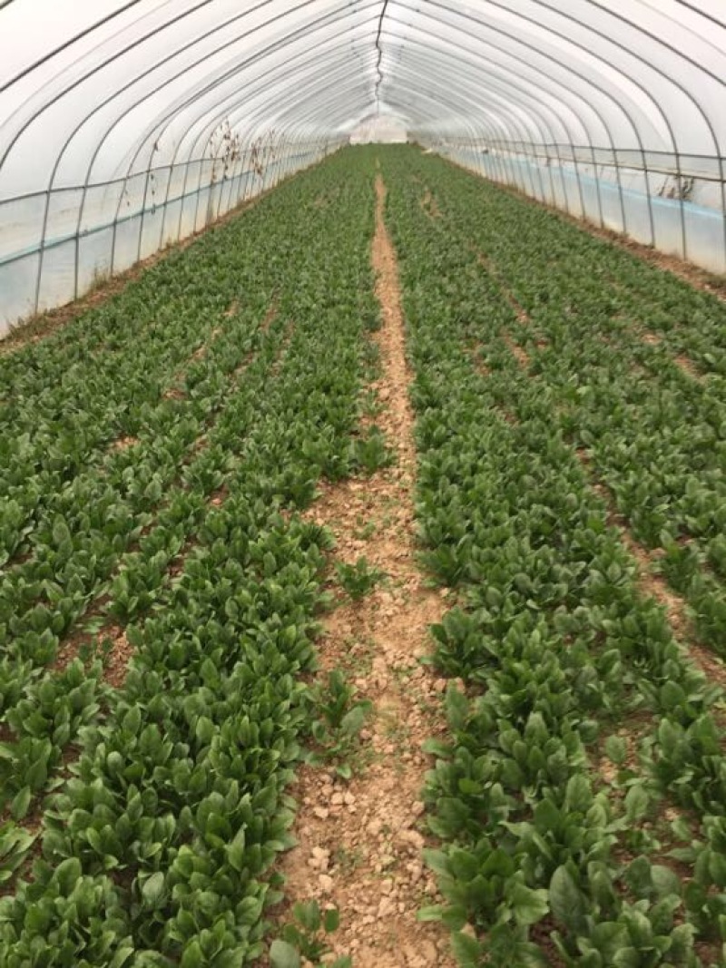 菠菜20~25厘米