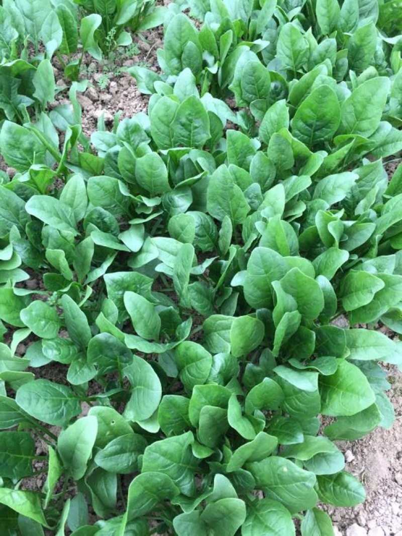 菠菜20~25厘米