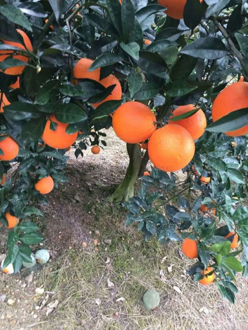 纽荷尔脐橙长虹脐橙香甜可口产地直发