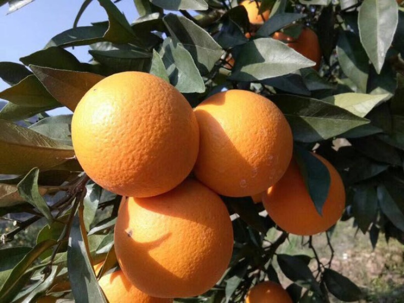 佛罗斯特脐橙新鲜水果看货订货采摘诚信经营