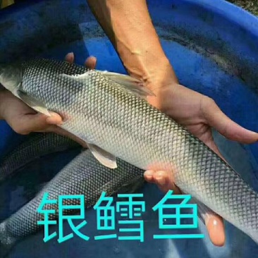 银鳕鱼苗大鳞鲃饲养容易