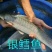 银鳕鱼苗大鳞鲃饲养容易