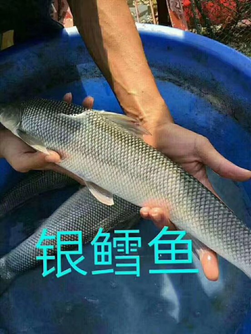 银鳕鱼苗大鳞鲃饲养容易