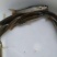 银鳕鱼苗大鳞鲃饲养容易