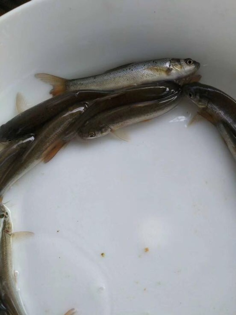 银鳕鱼苗大鳞鲃饲养容易