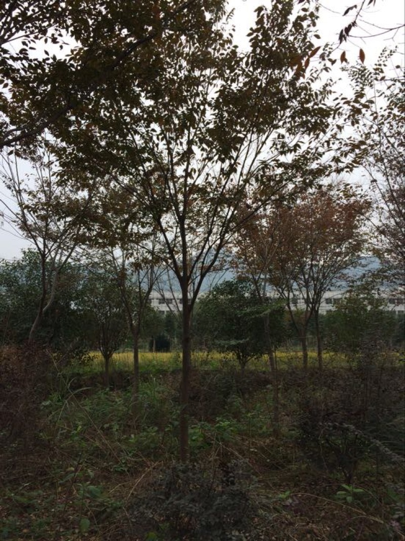 榉树15-18公分退林100元棵