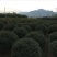 茶梅球80cm到130Cm以上