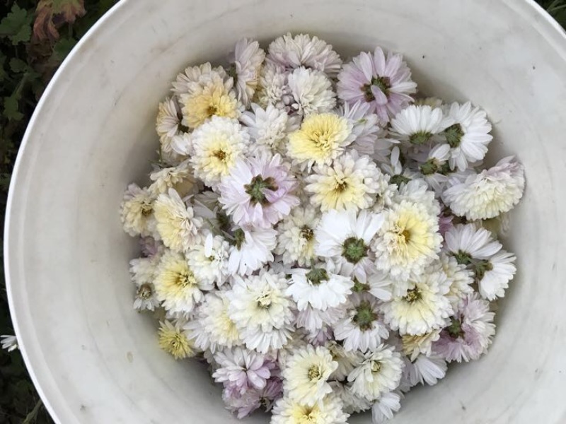 药用菊花散装