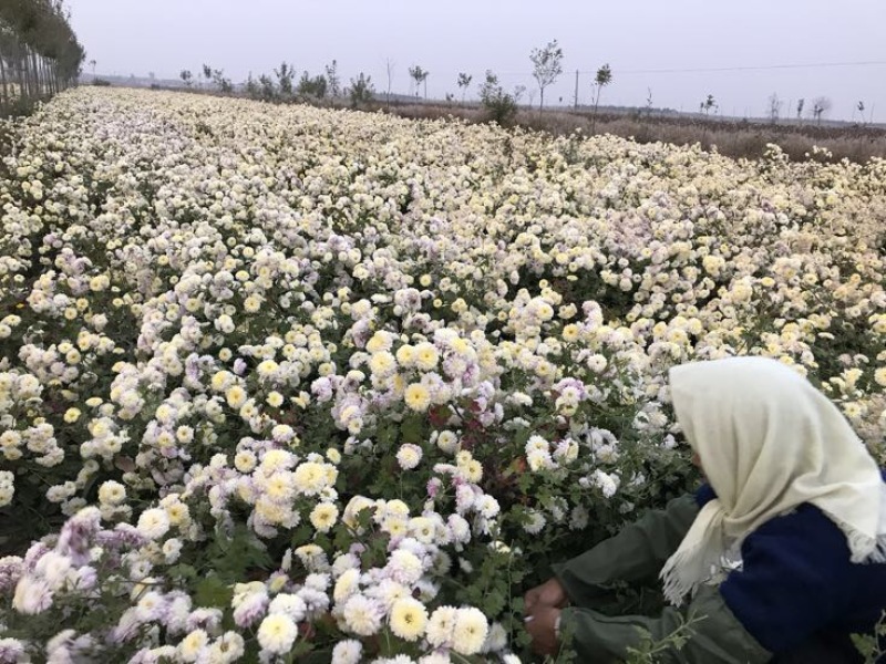 药用菊花散装
