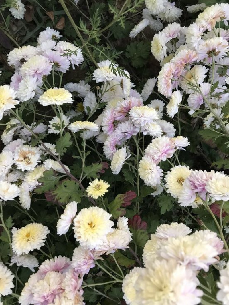 药用菊花散装