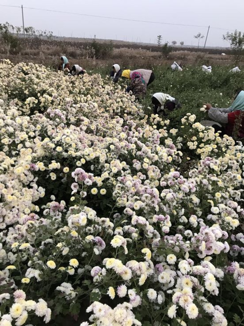 药用菊花散装