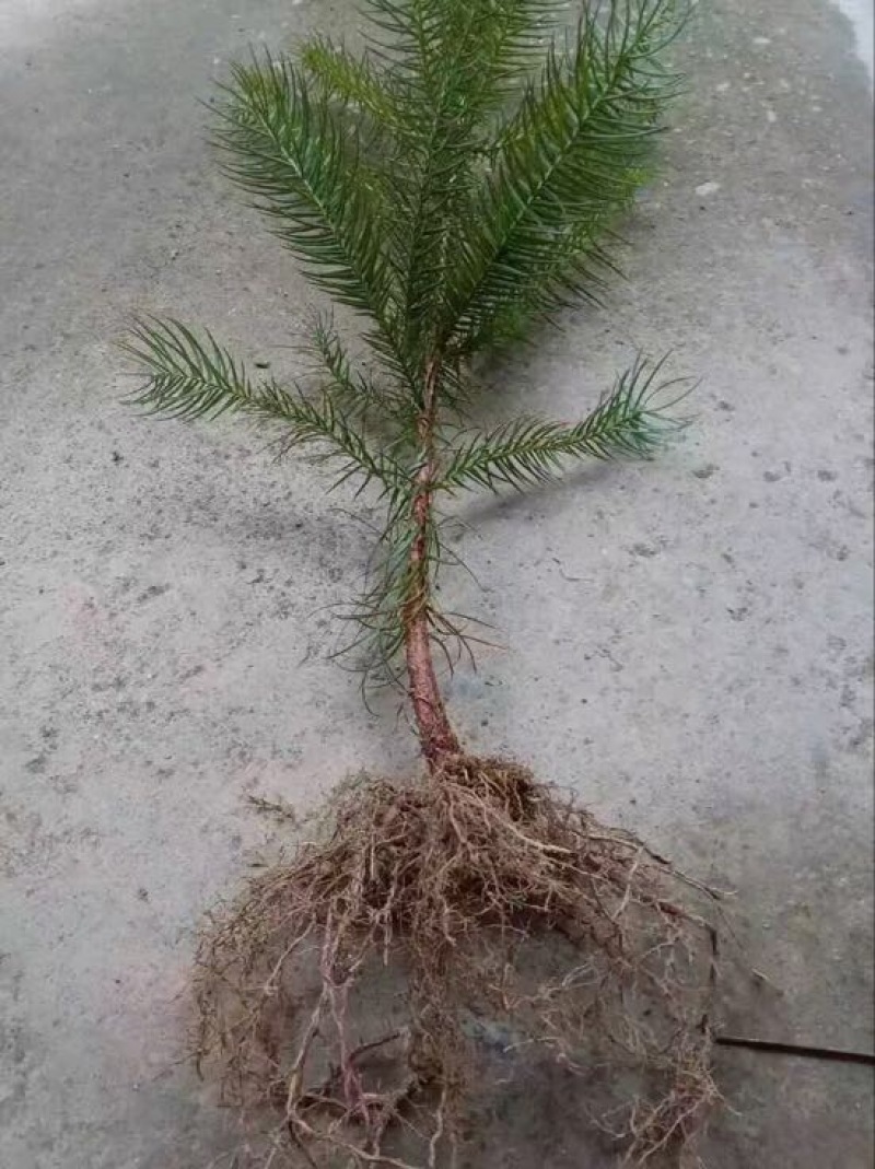 杉树苗一年生两年生均有，量大从优，需要的联系