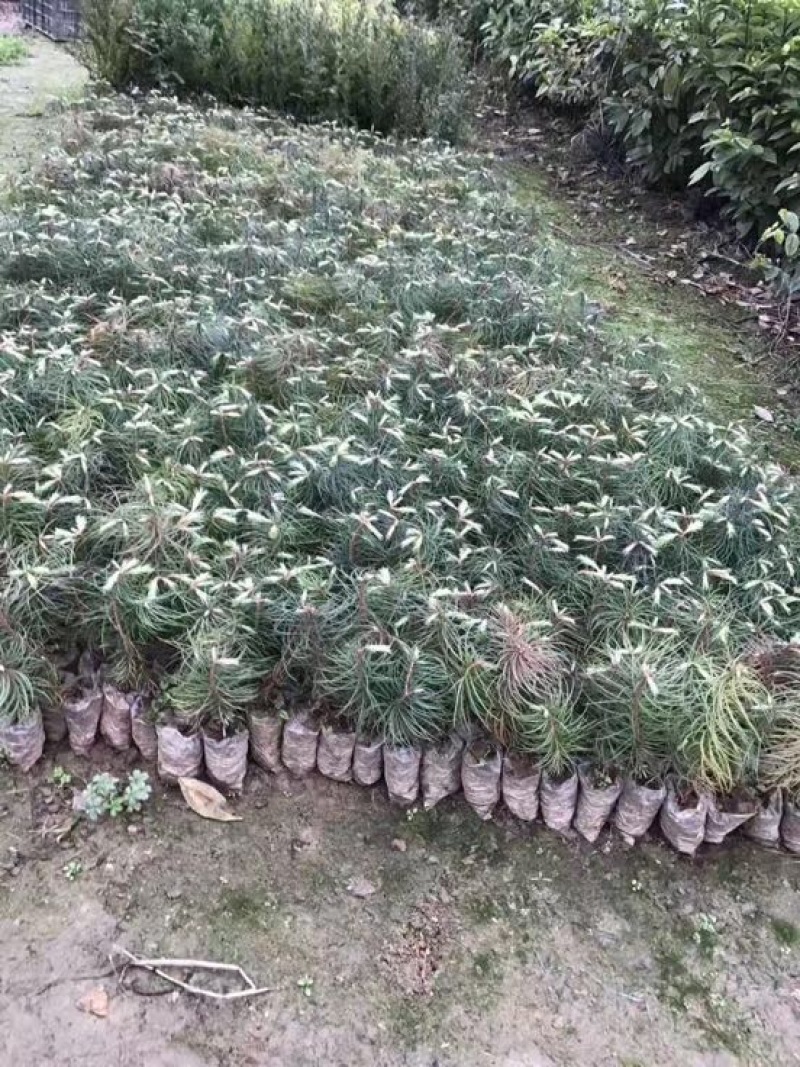 杉树苗一年生两年生均有，量大从优，需要的联系