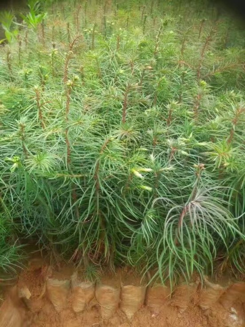 杉树苗一年生两年生均有，量大从优，需要的联系