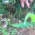 小黄姜6两以上水洗