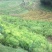 小黄姜6两以上水洗
