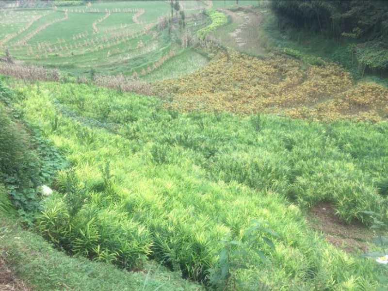 小黄姜6两以上水洗
