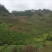 小黄姜6两以上水洗