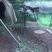 小黄姜6两以上水洗