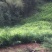 小黄姜6两以上水洗