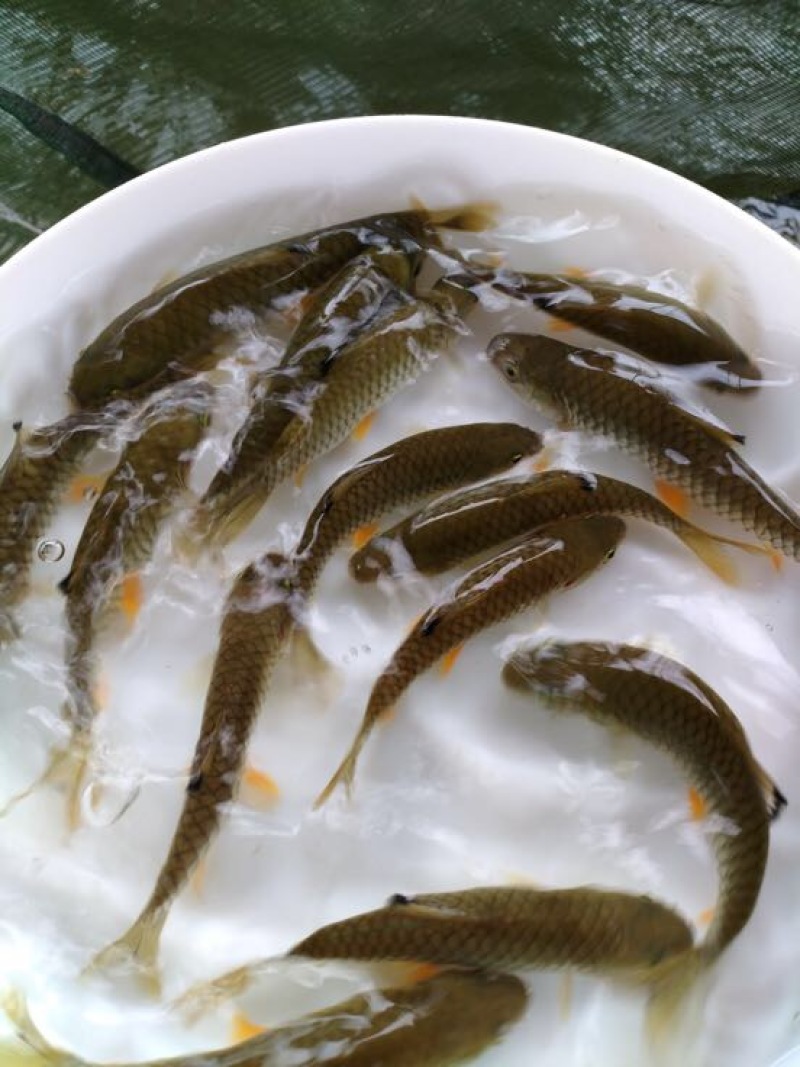 军鱼苗光倒刺䰾涓鱼石坚鱼